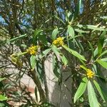 Tristaniopsis laurina 花