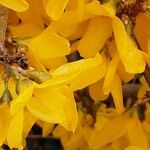 Forsythia intermedia Flower