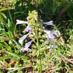 Salvia lyrata Blomst