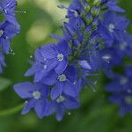Veronica austriaca Flower