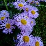 Erigeron speciosus Çiçek