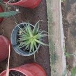 Tillandsia ionanthaЛіст