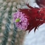 Cleistocactus baumannii Цвят