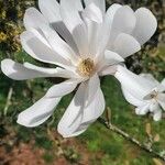 Magnolia stellata Kvet