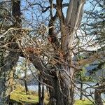 Quercus garryana Corteza