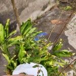 Euphorbia hyssopifolia Blatt