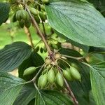 Cornus officinalis Fruto