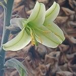 Puya mirabilis Flower