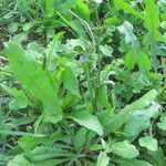 Cichorium intybus عادت داشتن