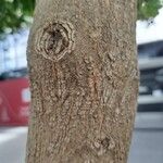 Terminalia mantaly Bark