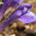 Scutellaria tuberosa Flor