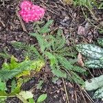 Achillea distans Folha