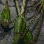 Erodium primulaceum Ffrwyth