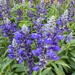 Salvia farinacea花