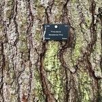 Pinus peuce Bark