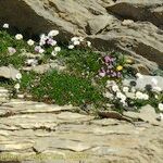 Leucanthemopsis alpina 形態