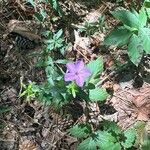 Phlox carolina Flower