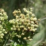 Montanoa hibiscifolia Fruct