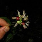 Sabicea calycina Fruto