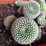 Rebutia minuscula Листок