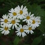 Tanacetum corymbosumFleur