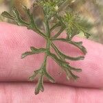 Malva tournefortiana Leaf