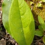 Andersonglossum virginianum Folha