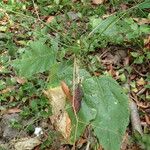 Crambe santosii Hábito