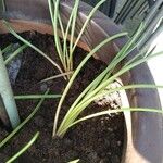 Allium ascalonicum Leaf