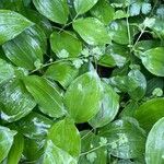 Polygonatum latifolium Deilen