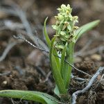 Platanthera hyperborea Floare