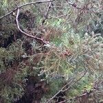 Chamaecyparis thyoides Habit