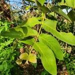 Combretum molle Leaf