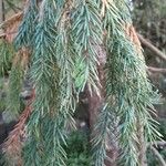 Picea breweriana Folha