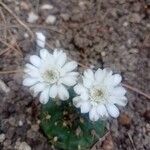 Gymnocalycium anisitsii花