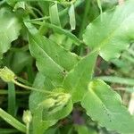 Stellaria aquatica Folha