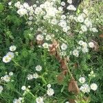 Erigeron strigosus Mosusu