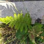 Dryopteris cristata Yaprak