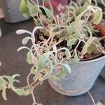 Kalanchoe pumila Hoja