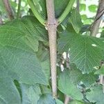 Viburnum macrocephalum Bark