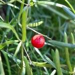 Asparagus densiflorus फल