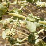 Atriplex argentea Frutto