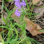 Lobelia siphiliticaBlodyn