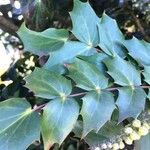 Berberis japonica Leaf