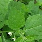 Solanum americanum Blad