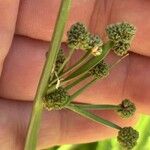 Scirpoides holoschoenus Flor