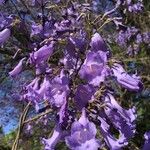 Jacaranda mimosifolia Floare