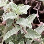 Nepeta racemosa Leaf