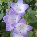 Campanula isophylla Fula