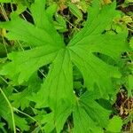 Delphinium leroyi Hoja